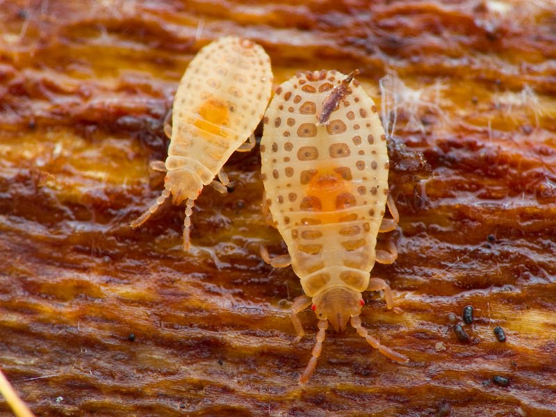 Aneurus Curtis, 1825